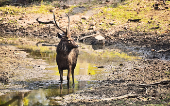 Jamtara Wilderness Camp: Sambar in Restwasser