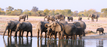 Jozibanini Camp Jozibanini Camp: Elefanten am Wasserloch