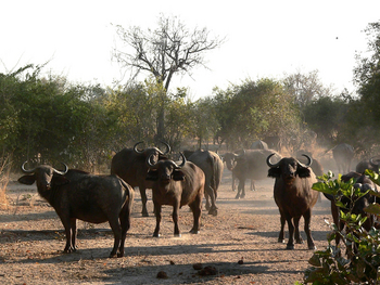 Kafunta River Lodge: Büffelherde