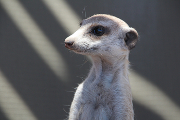 Kalahari Red Dunes Lodge: Erdmännchen