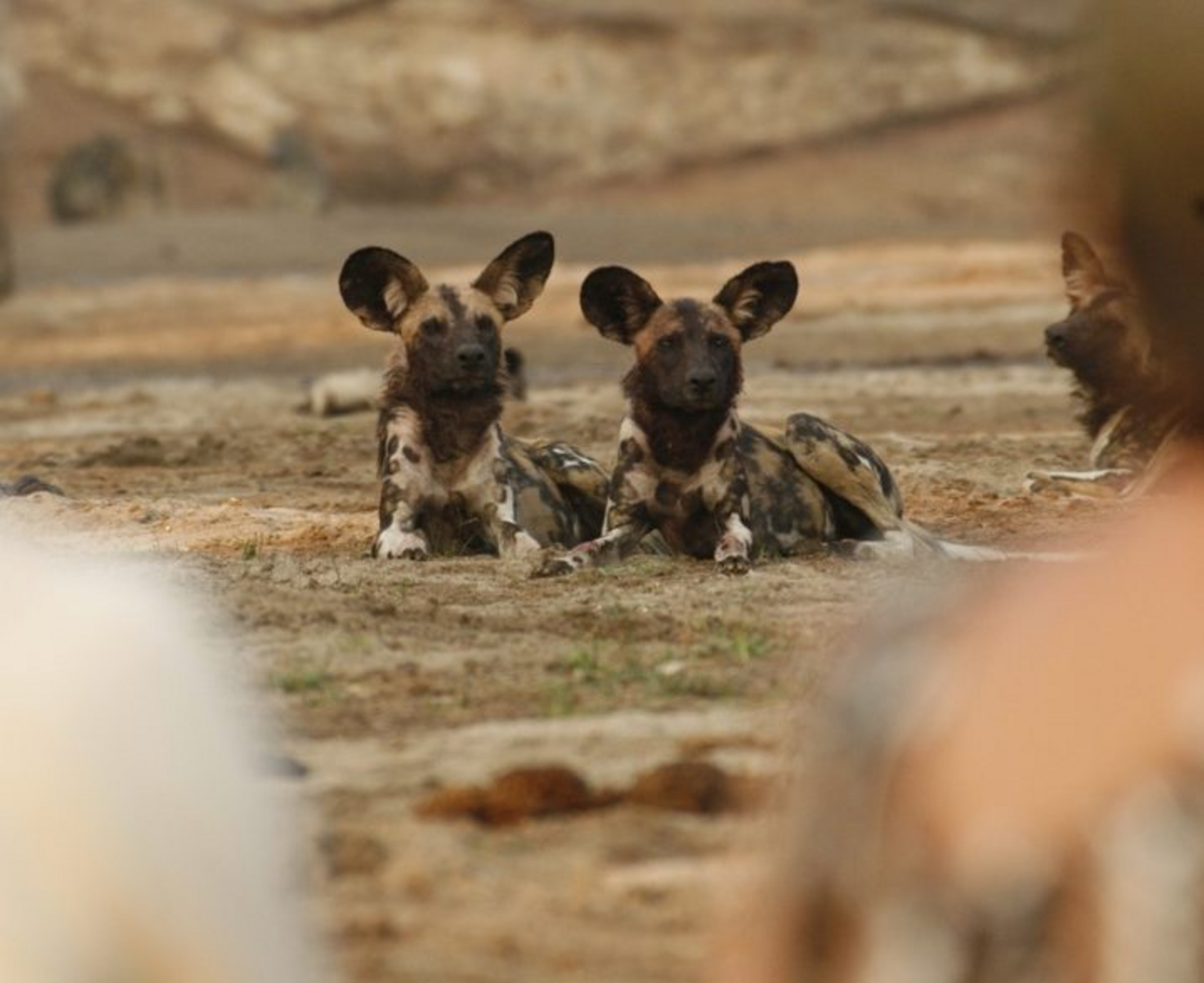 Kavinga Safari Camp Kavinga Safari Camp: Ruhende Wildhunde