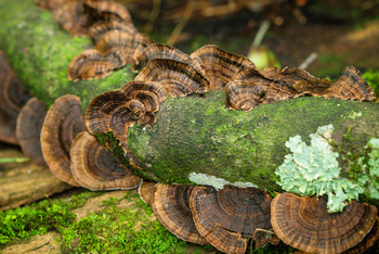 Koroi Forest Camp: Schmetterlings-Trameten an einem Ast