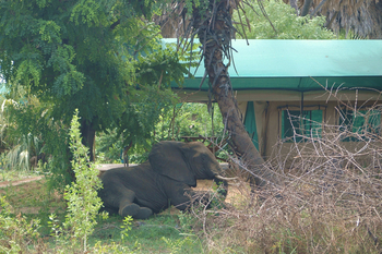 Lake Manze Camp: Elefant zu Gast