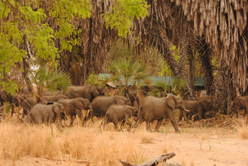 Lake Manze Camp: Elefantenherde im Camp
