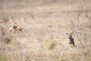 Loldia House: Schakalwelpe