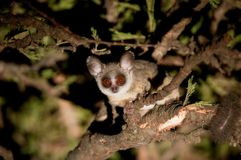 Mara Plains Camp: Galago