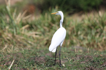 Mihingo Lodge: Silberreiher
