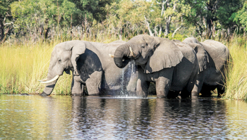 Moremi Game Reserve: Trinkende Elefanten