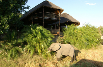 Mukambi Safari Lodge: Elefant