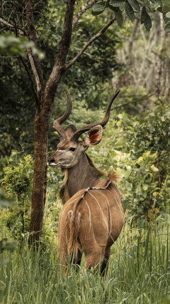 Nanzhila Lake Camp Nanzhila Lake Camp: Kudubock