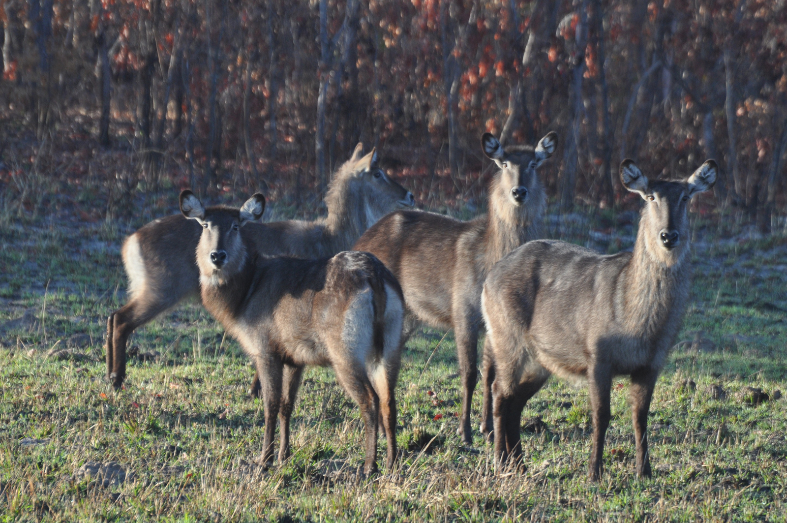 Nanzhila Plains Camp Nanzhila Plains Camp: Wasserböcke