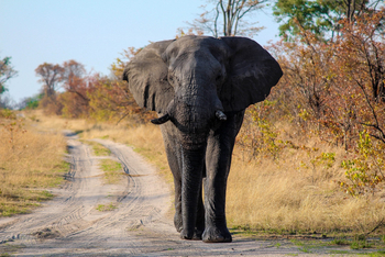 Nokanyana Camp: Elefantenbulle