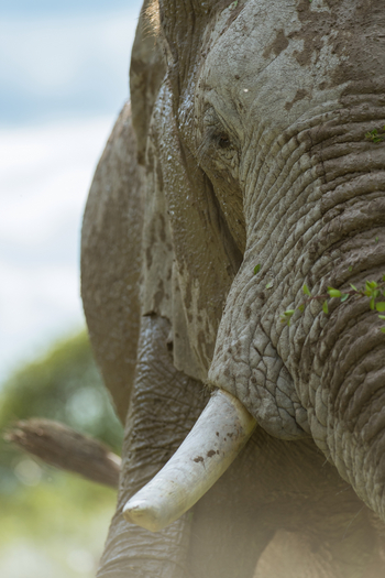 Nxai Pan Camp: Elefantenbulle