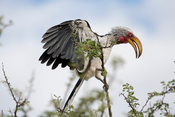 Old Traders Lodge: Gelbschnabeltoko
