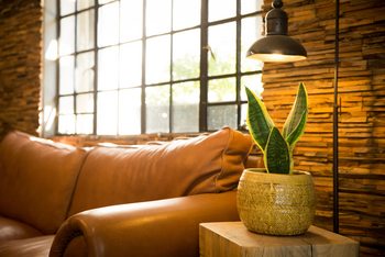 Olive Grove Guesthouse: Lounge