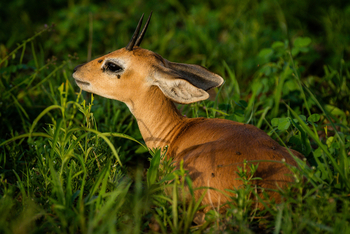 Olkeri Camp: Steinböckchen