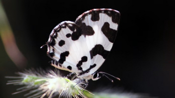 Reni Pani Jungle Lodge: Angled Pierrot