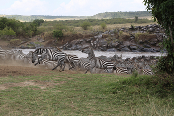 Richard's River Camp: Crossing Zebras