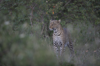 Saruni Eagle View Saruni Eagle View: Leopard
