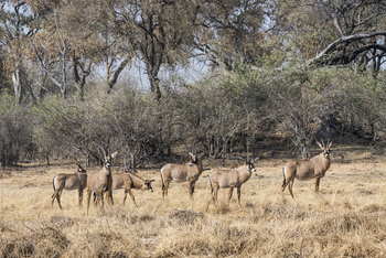 Savuti Camp Savuti Camp: Herd of Roan Antelopes