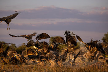 Sungani Lodge Sungani Lodge: Geier