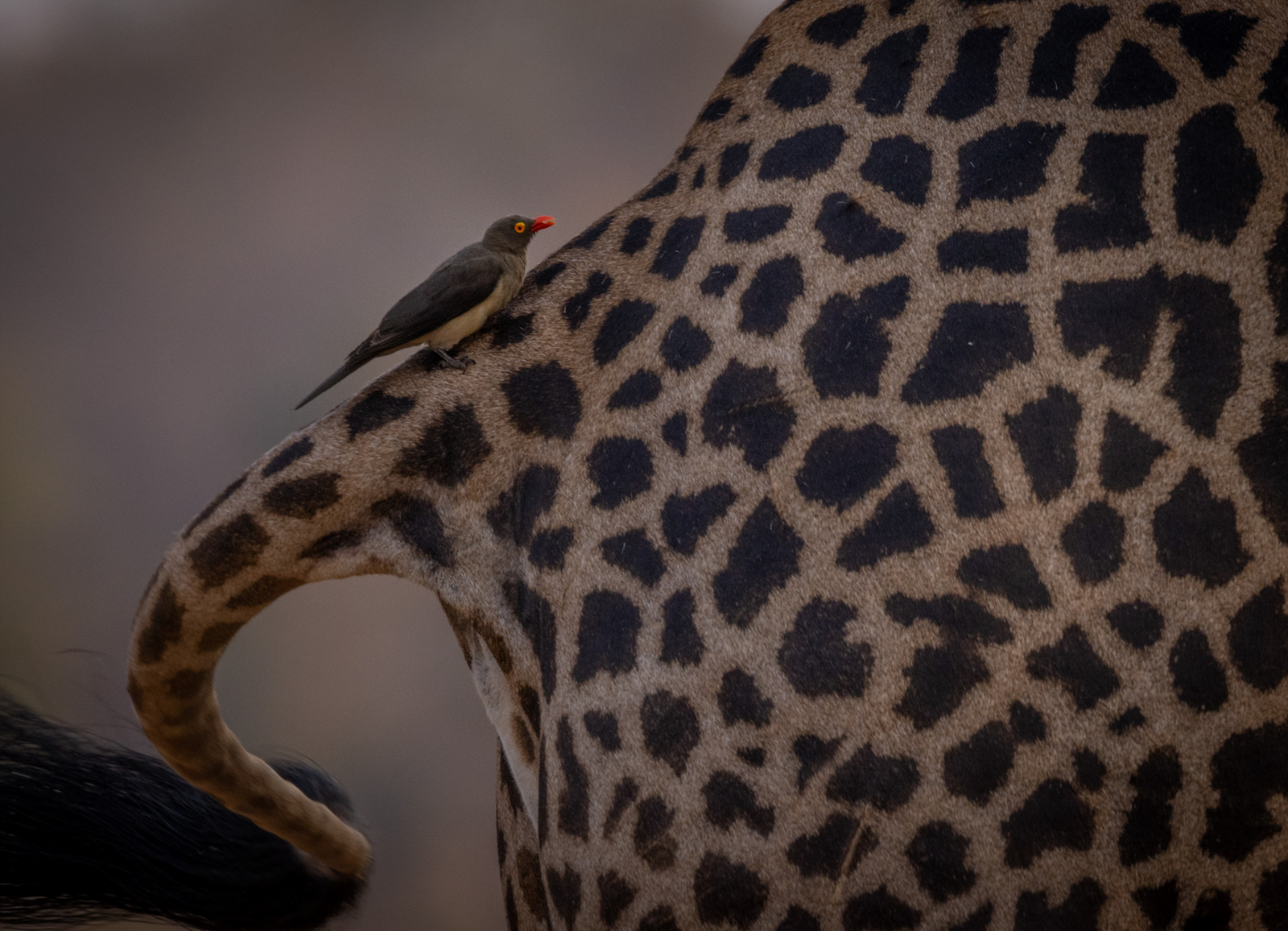 Sungani Lodge Sungani Lodge: Oxpecker