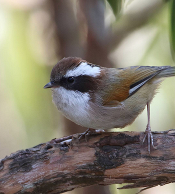 Vanghat: White-browed Fulvetta