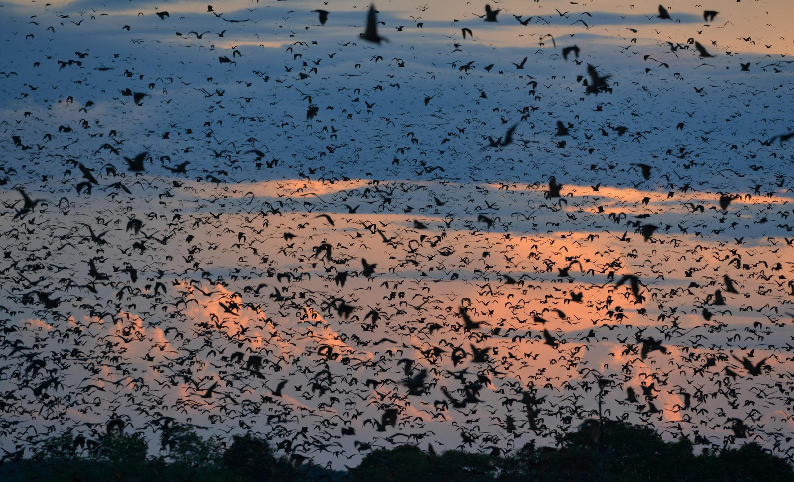 Wasa Lodge Wasa Lodge: Fruit Bats flying out