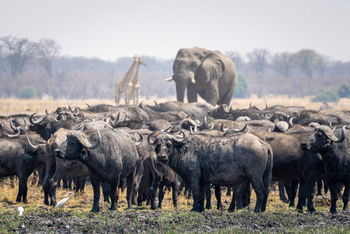 Mokete Camp: Büffel - Elefant - Giraffen