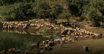 Woods at Sasan: Hirten