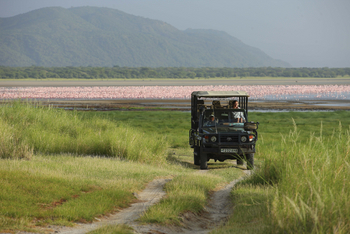 andBeyond Lake Manyara Tree Lodge: Flamingos