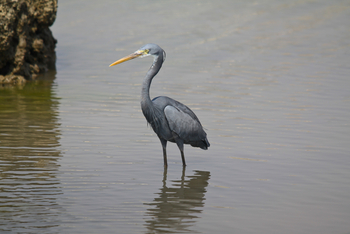 Asiatic Lion Lodge Asiatic Lion Lodge: Western Reef Eagret