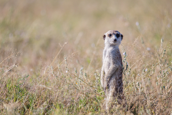 Boteti River Camp: Erdmännchen