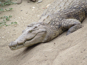 Changa Safari Camp: Krokodil