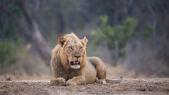 Chikwenya Camp Chikwenya Camp: Liegender Löwe