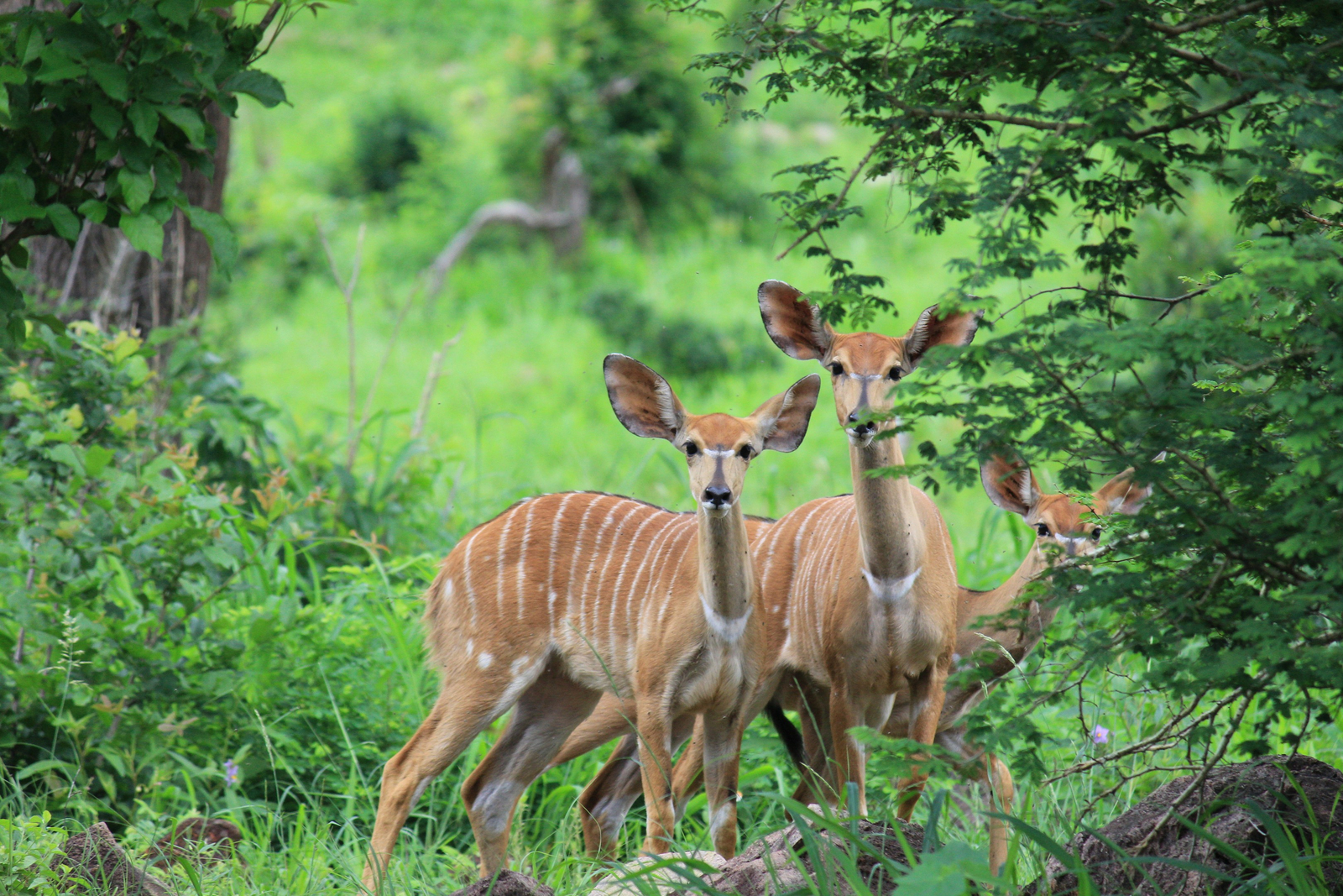 Chilo Ivory Trail Adventure Chilo Ivory Trail Adventure: Nyala-Weibchen