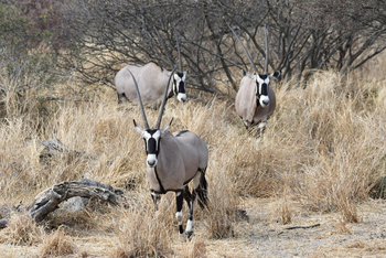 Deception Valley Lodge Deception Valley Lodge: Gemsböcke