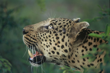 Dulini River: Leopard vor dem Sprung auf den Baum