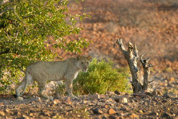 Etendeka Mountain Camp Etendeka Mountain Camp: Junger Löwe