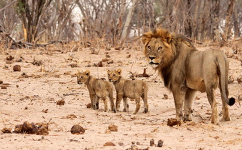 Ghoha Hills Savuti Lodge Ghoha Hills Savuti Lodge: Löwenvater mit Babies