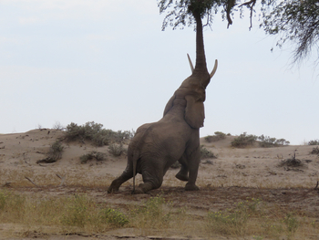 Huab Lodge: Griff nach den Akazienschoten