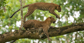 Kabini River Lodge: Leoparden