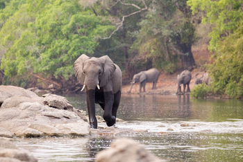 KaingU Safari Lodge: Elefanten am Kafue River
