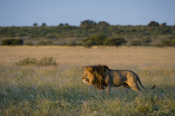 Kalahari Plains Camp: Löwe in der Kalahari