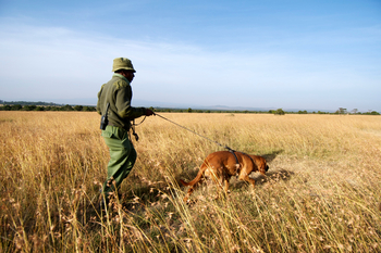 Kicheche Laikipia Camp: Spürhund