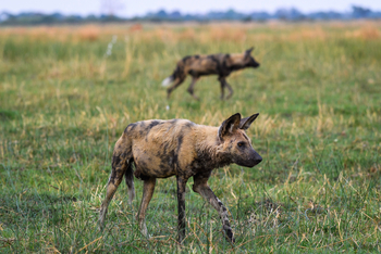 King's Pool Camp King's Pool Camp: Wildhunde