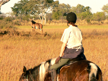 Kujwana Camp: Augenkontakt mit einer Antilope