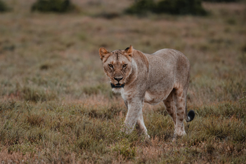 Kwandwe Private Game Reserve: Löwenblick