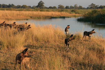 Lagoon Camp Lagoon Camp: Wildhundrudel