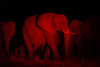 Linkwasha Camp Linkwasha Camp: Elefant bei Nacht im Rotlicht